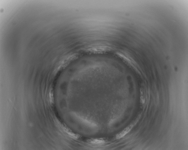 X0000061760718200512091701