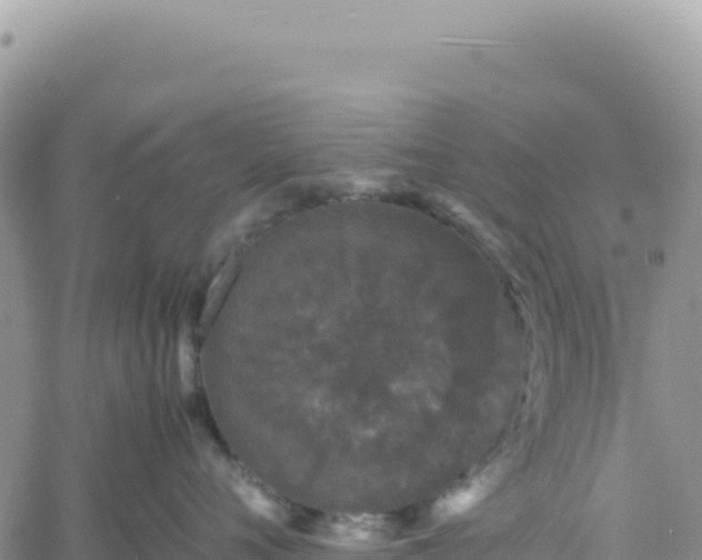 X0000061760720200512091701