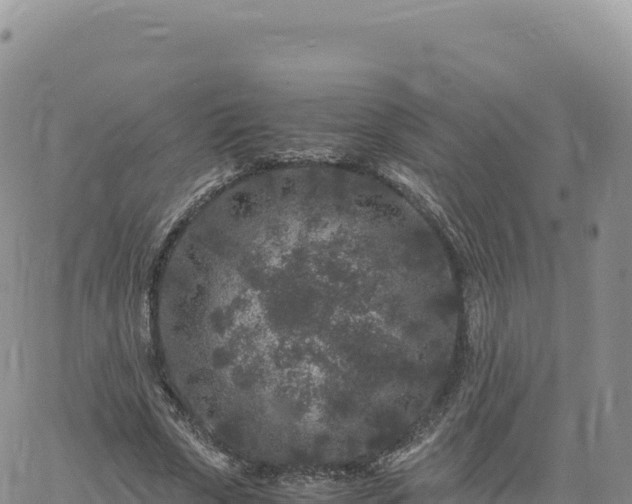 X0000061760729200512091700