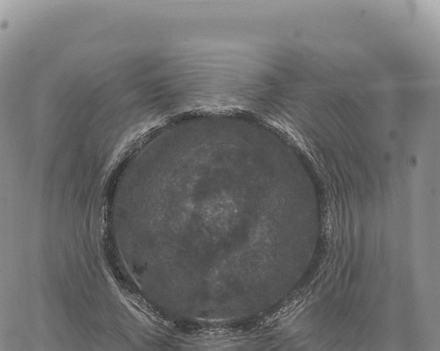 X0000061760736200512091700