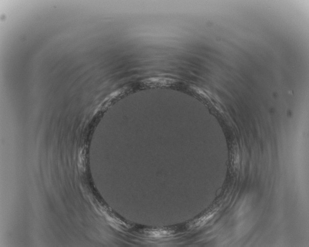 X0000061760759200512091701