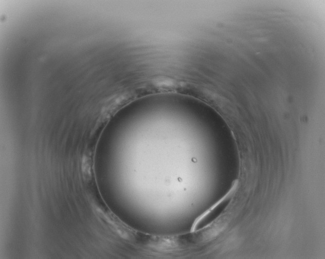 X0000061760768200512091701