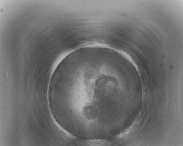 X0000061760863200512091659