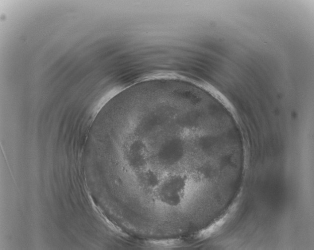 X0000061760953200512091658