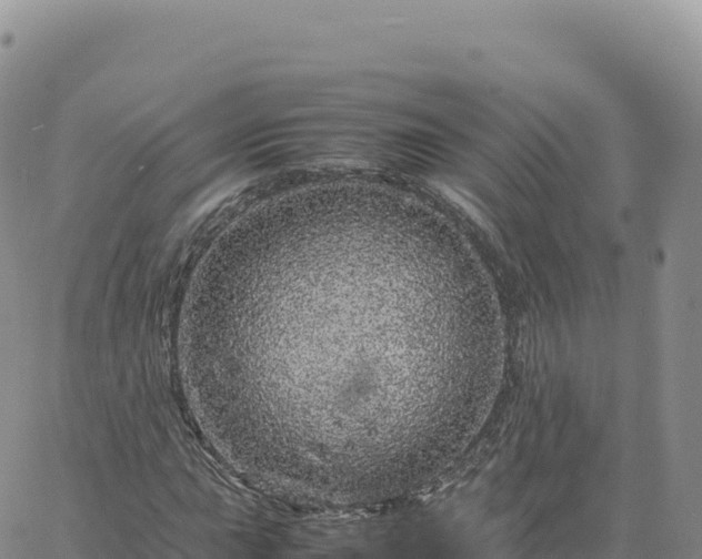 X0000061761015200512091655