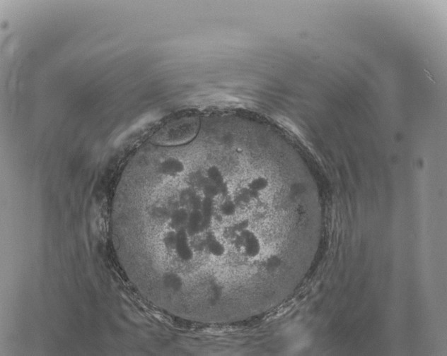 X0000061761063200512091655