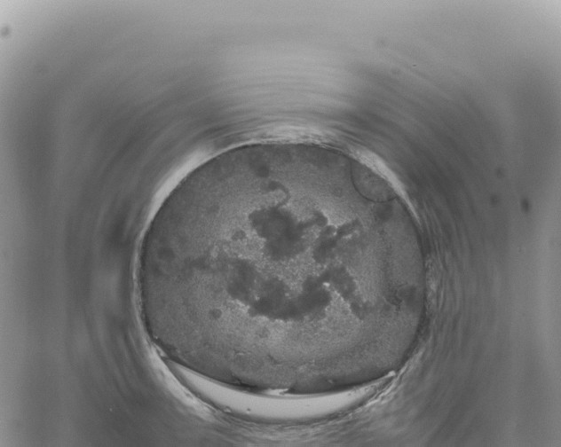 X0000061761091200512091655