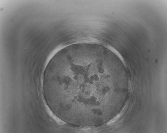 X0000061761099200512091655