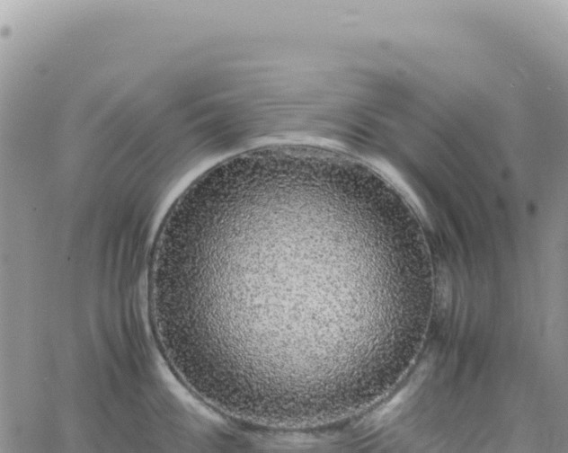 X0000061761100200512091655