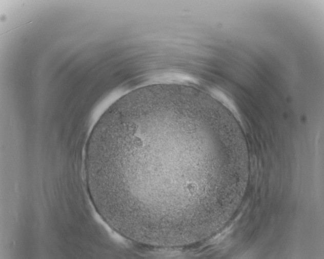 X0000061761103200512091655