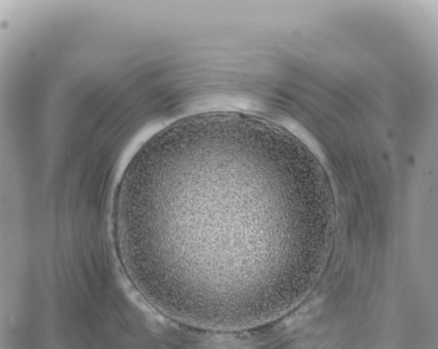 X0000061761104200512091655