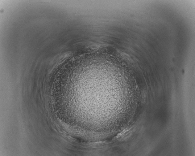 X0000061761105200512091654