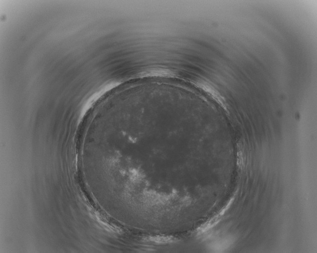 X0000061761117200512091654