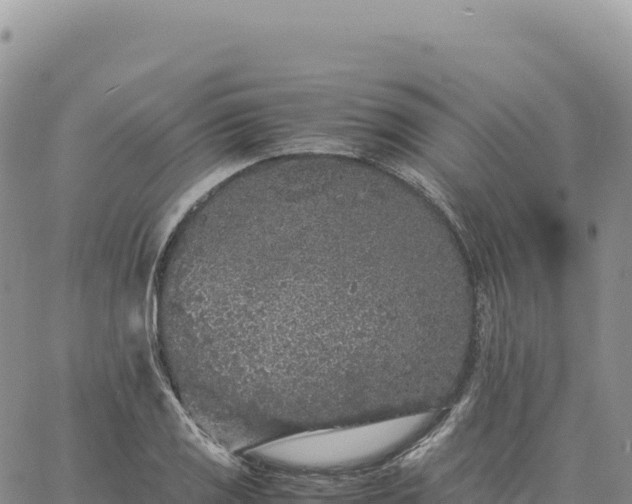 X0000061761125200512091654