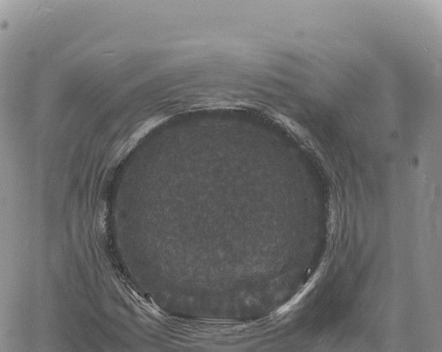 X0000061761161200512091654