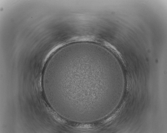 X0000061761174200512091653