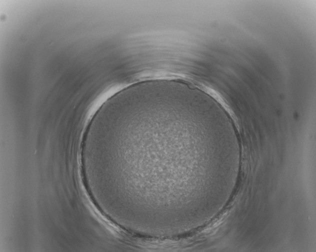 X0000061761187200512091653