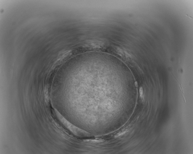 X0000061761203200512091652