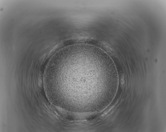 X0000061761204200512091652