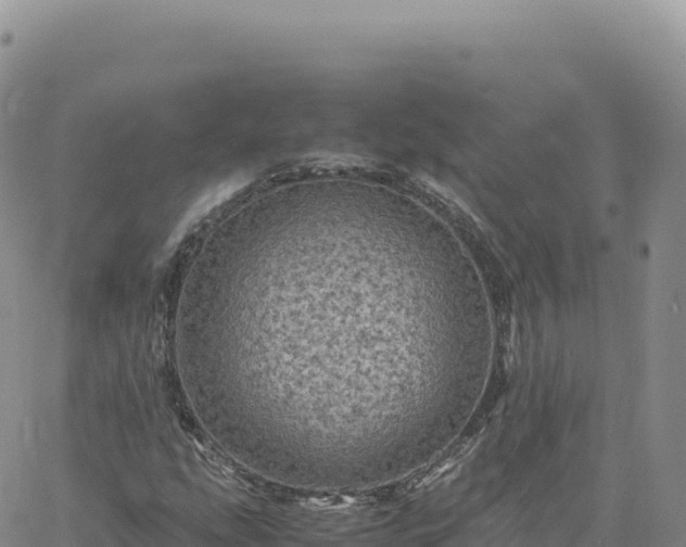 X0000061761207200512091652