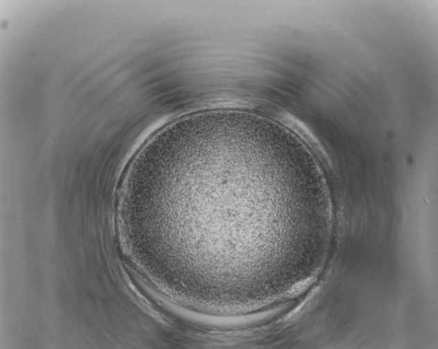 X0000061761236200512091653