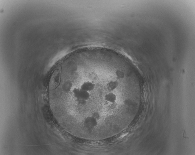 X0000061761255200512091652