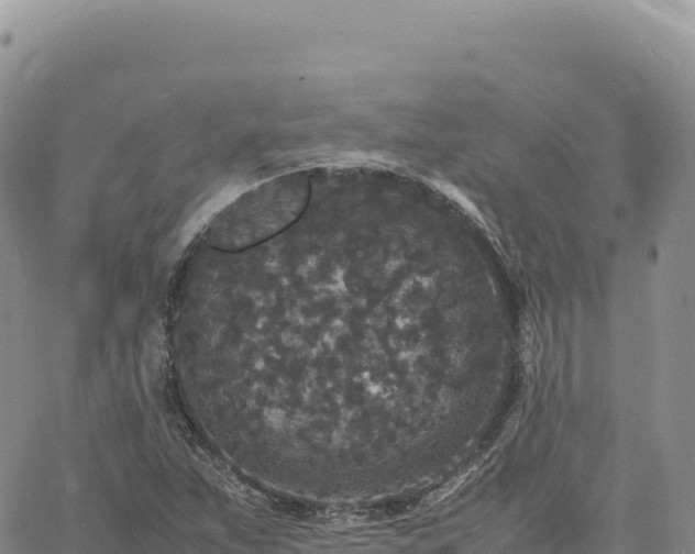 X0000061761263200512091652