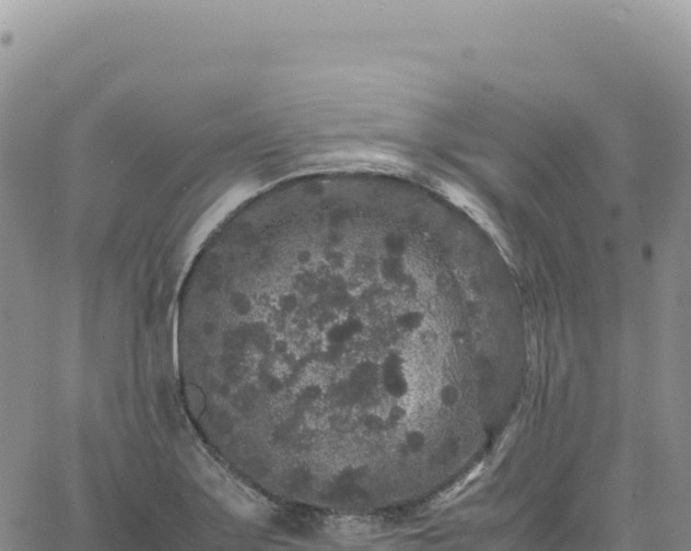 X0000061761275200512091652