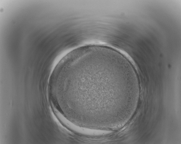 X0000061761295200512091651