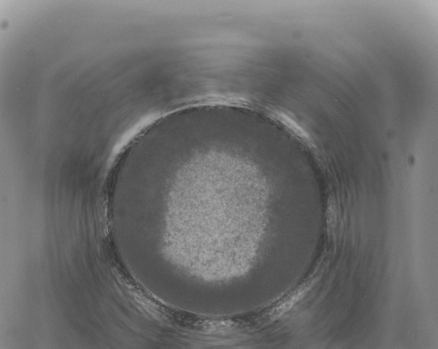 X0000061761310200512091651