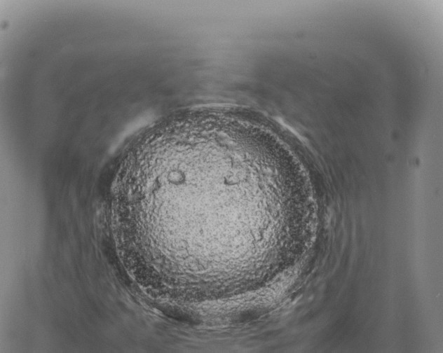 X0000061761351200512091650