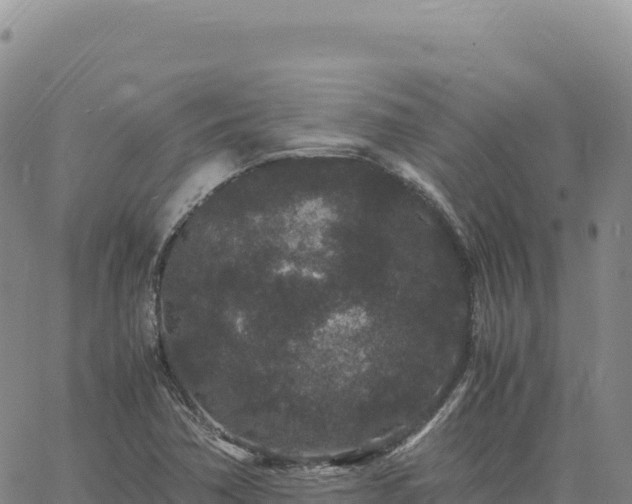 X0000061761362200512091650