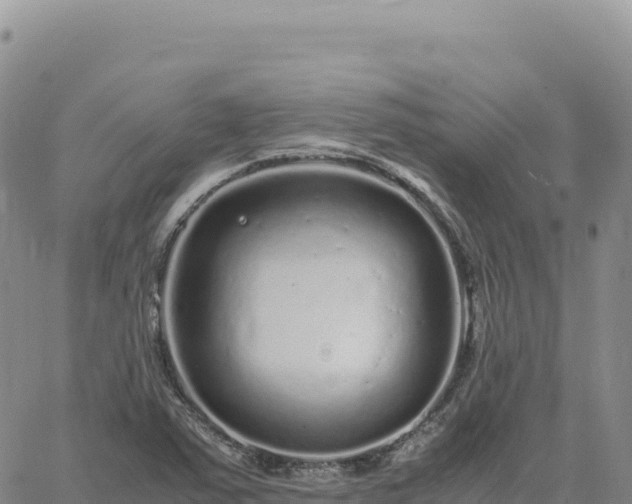 X0000061761363200512091650