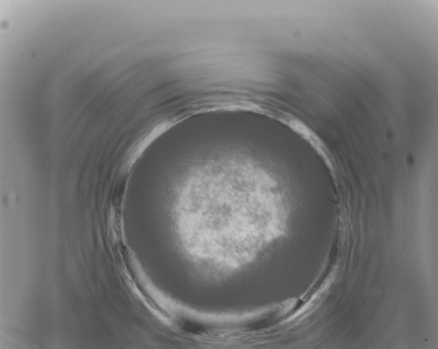 X0000061761385200512091650