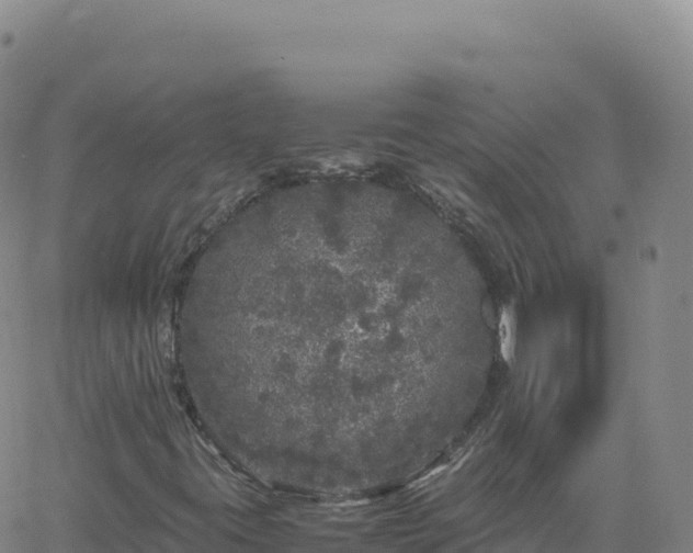 X0000061761395200512091649