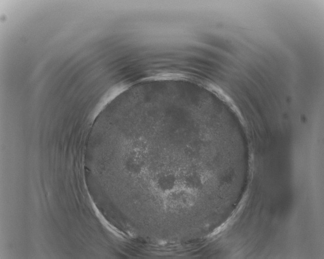 X0000061761425200512091650