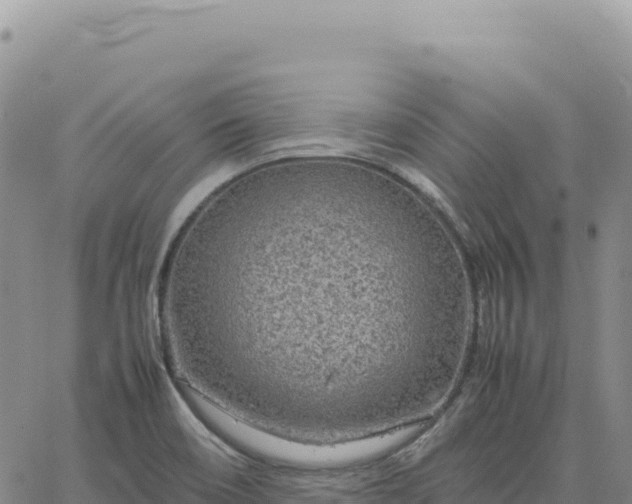 X0000061761466200512091649