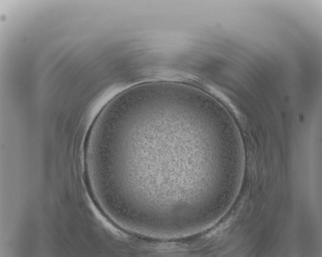 X0000061761479200512091648