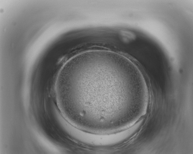 X0000061761487200512091648