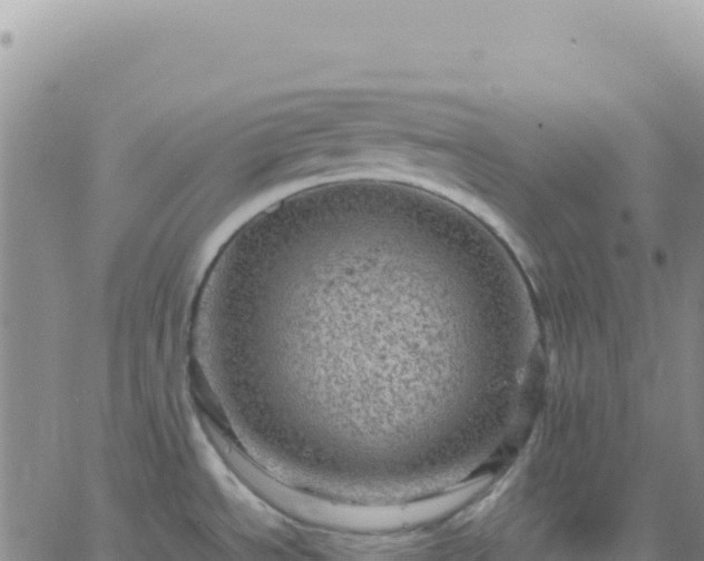 X0000061761534200512091648