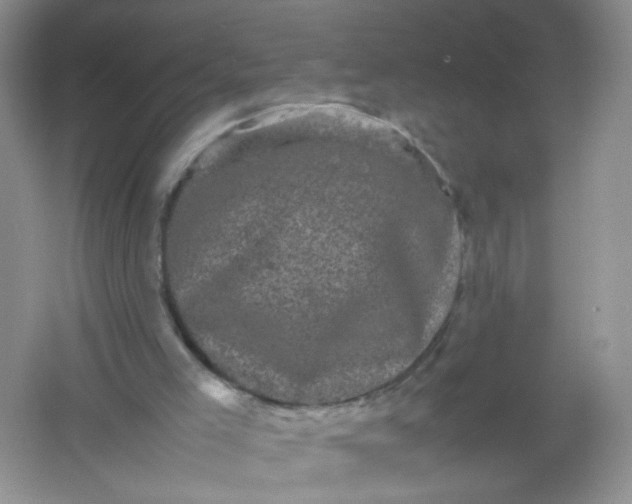 X0000061760005200512161756