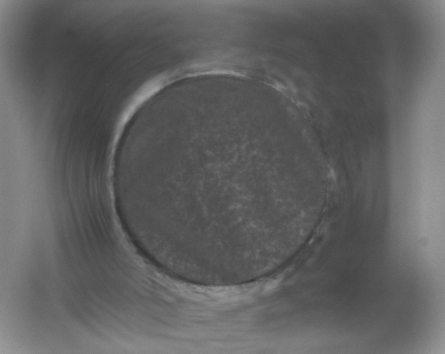 X0000061760006200512161756