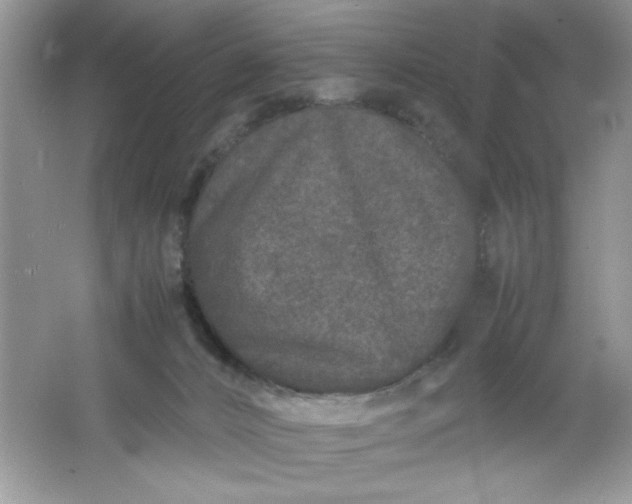 X0000061760032200512161755