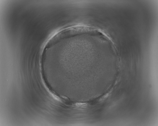 X0000061760055200512161754