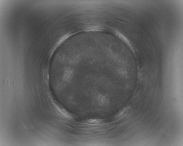 X0000061760059200512161754