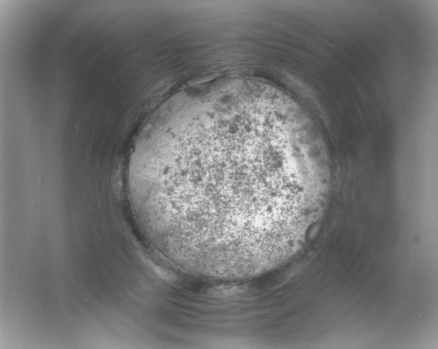 X0000061760065200512161754