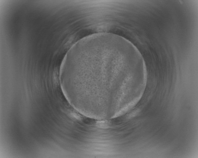 X0000061760240200512161752