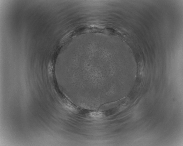 X0000061760279200512161751