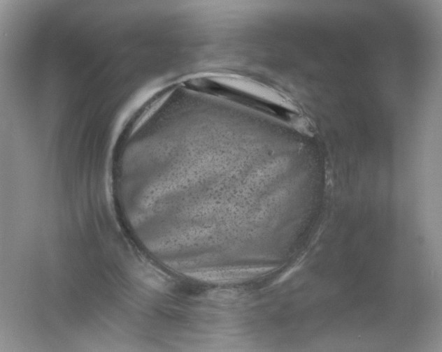 X0000061760294200512161751