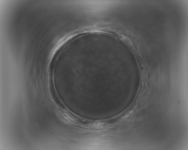 X0000061760295200512161751